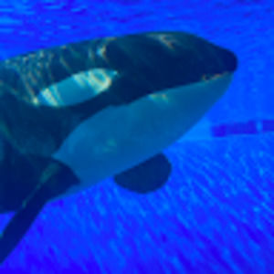 Meet your Posher, Savannah